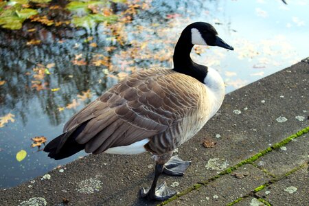 Goose water bird branta canadensis photo