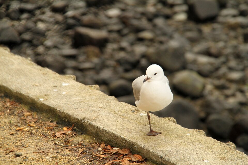 Bird a leg permanent