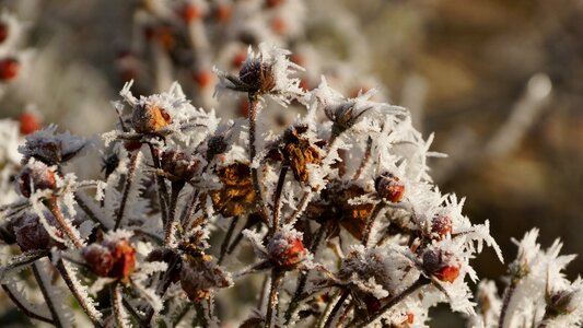 Bloom plant winter