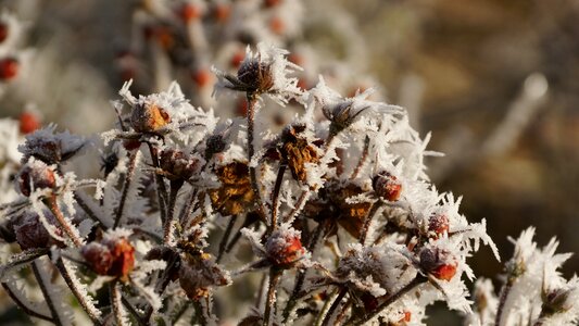 Bloom plant winter photo