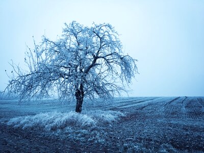 Wintry winter tree photo
