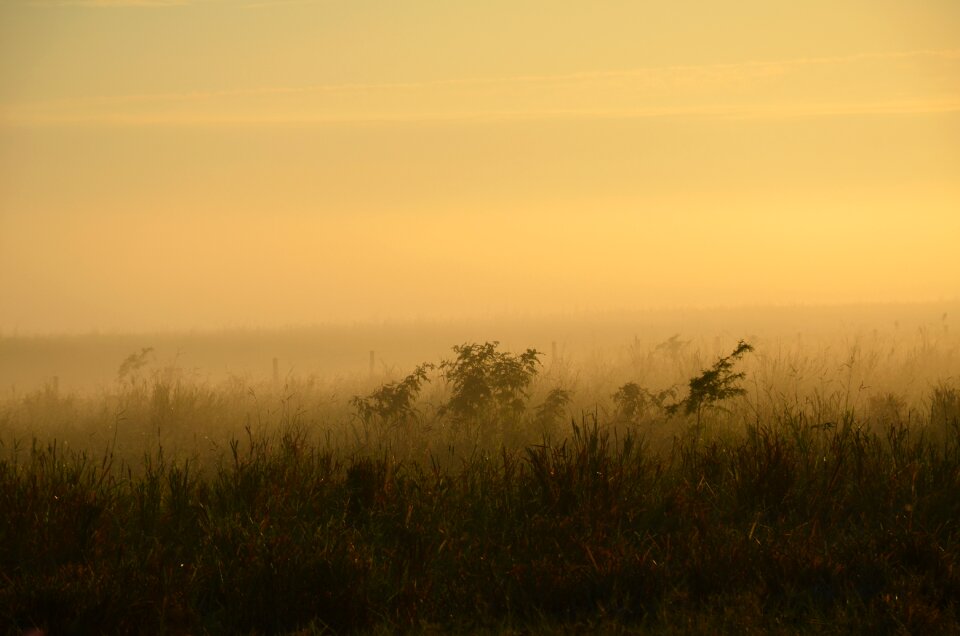 Foggy nature morning photo