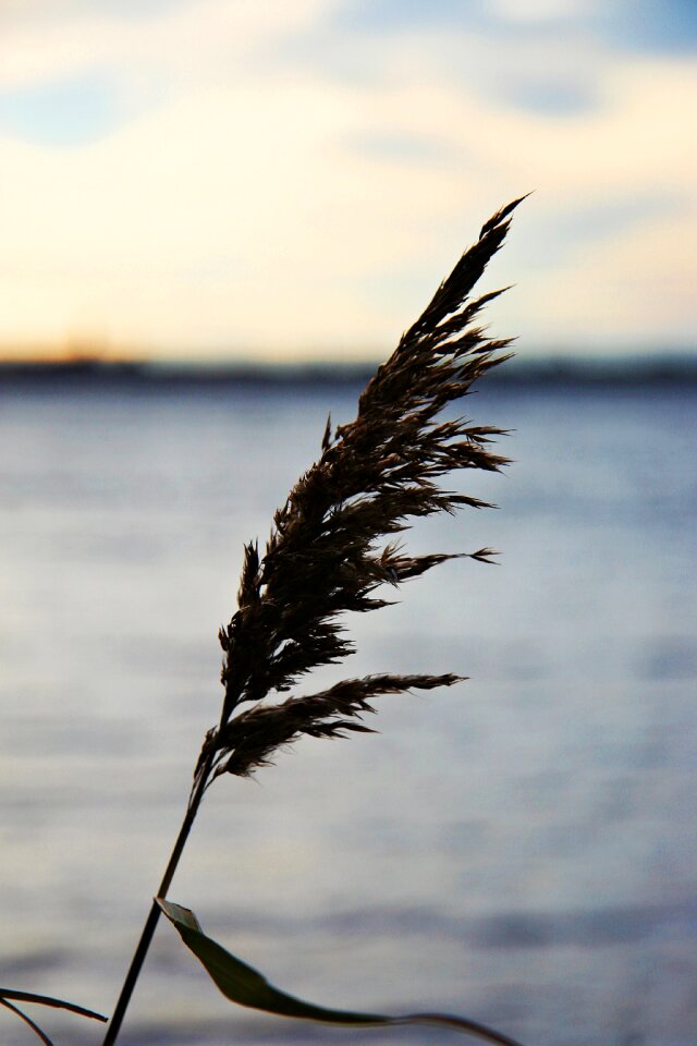 Reed leaf wind