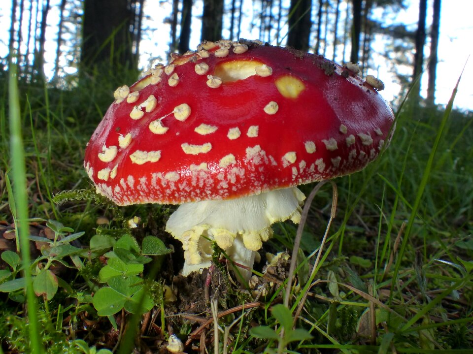 Poison red hat white stains