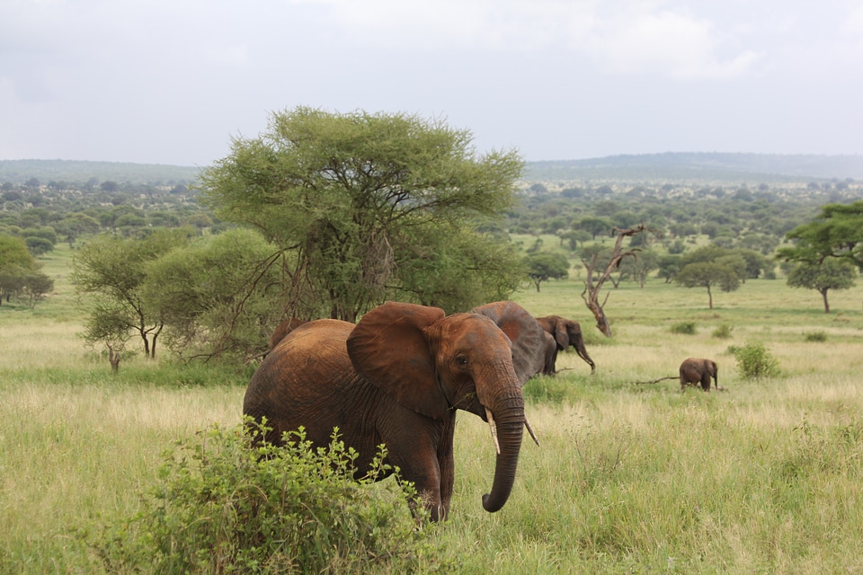 Tarangire wild animal safari