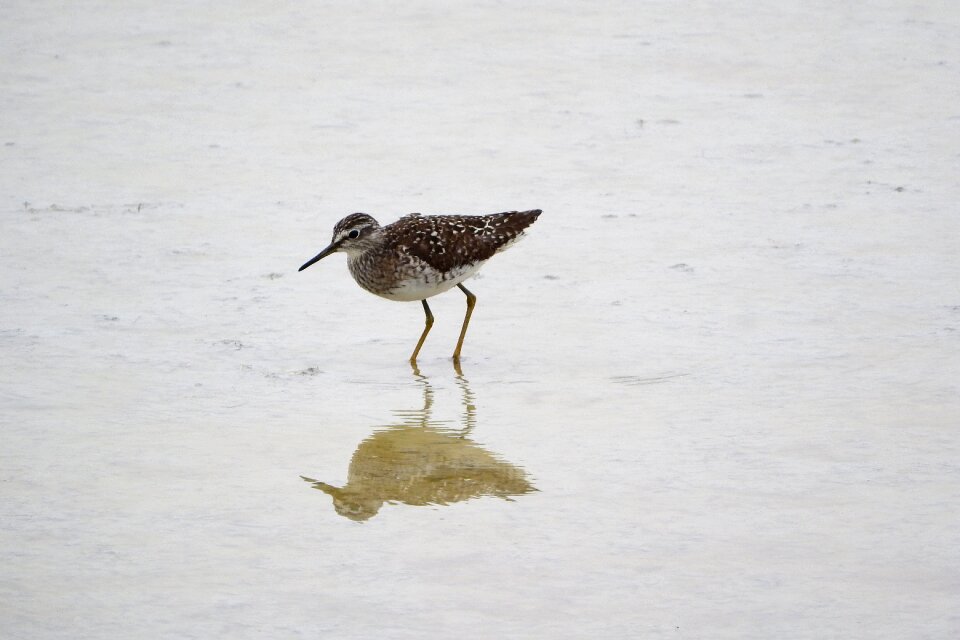 Sandpiper water bird scolopacidae