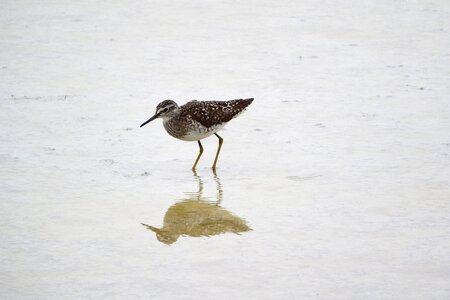 Sandpiper water bird scolopacidae