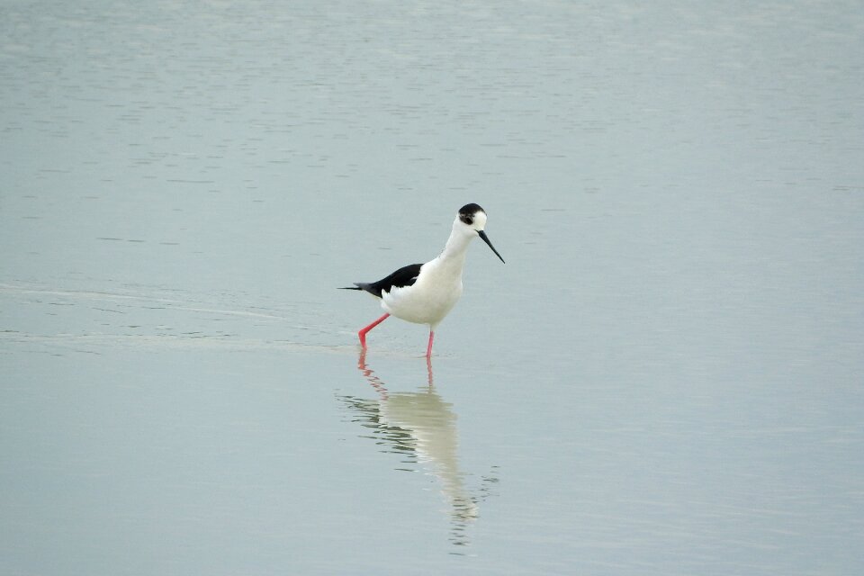 Wader water bird recurvirostridae