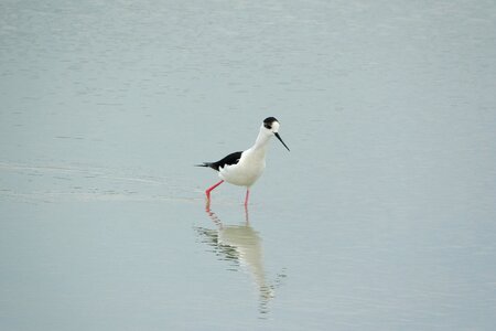 Wader water bird recurvirostridae