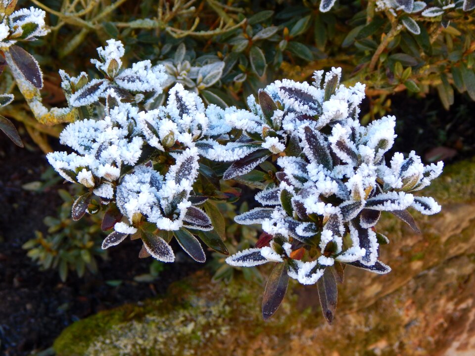 Eiskristalle ice winter