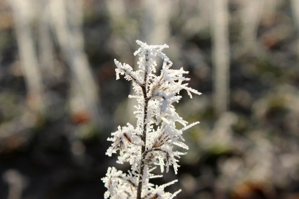 Cold hoarfrost frozen