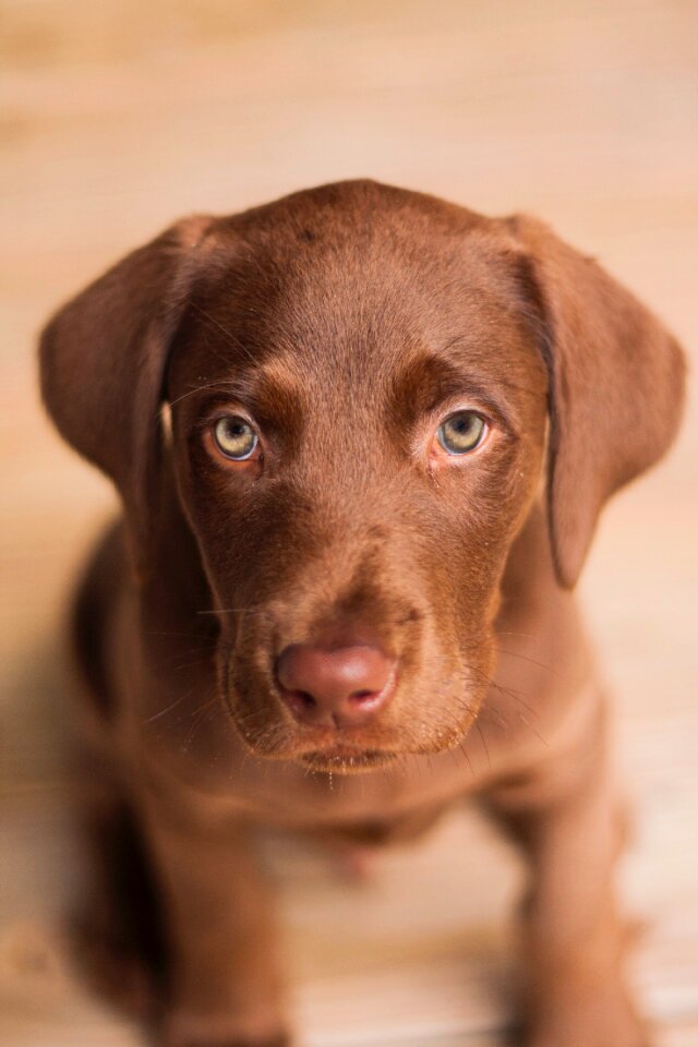 Pet cute brown fur