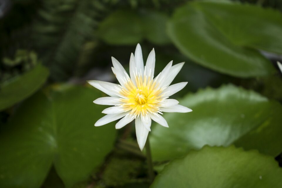 Flower plant blossom