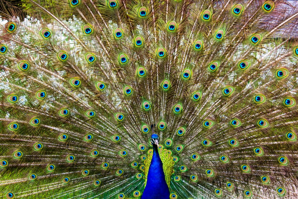 Feathers blue green