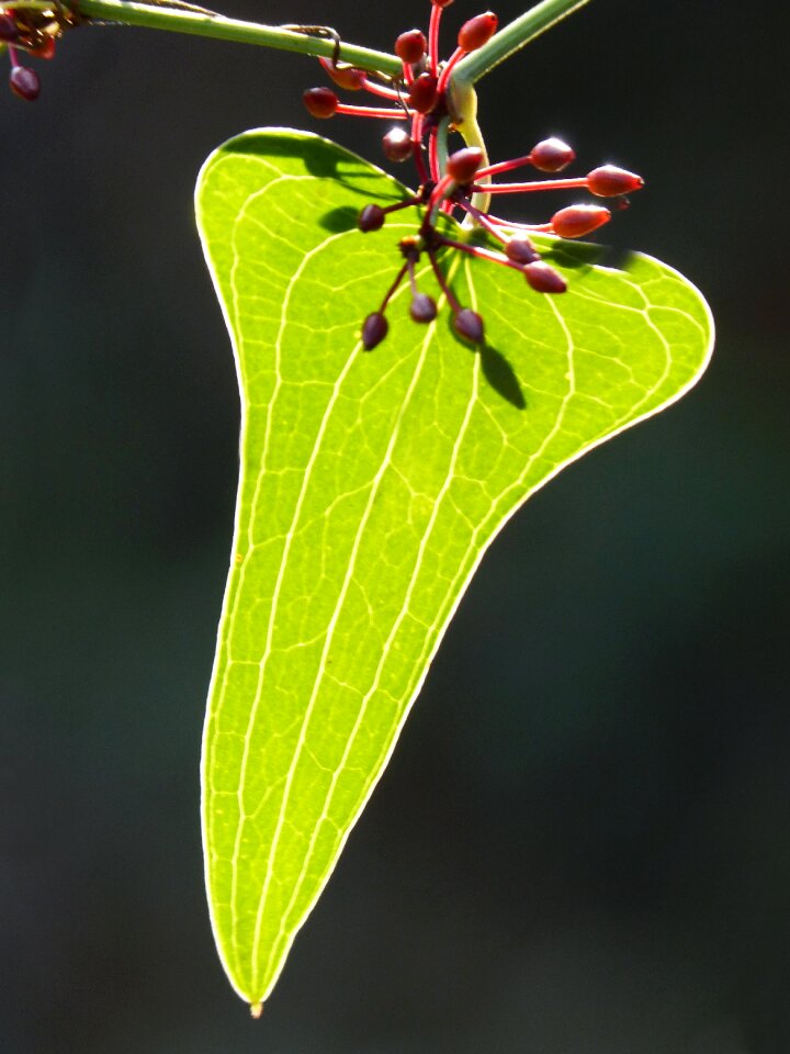 Autumn translucent arinjol