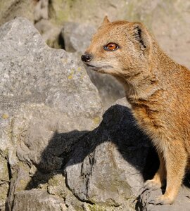 Animal mongoose profile