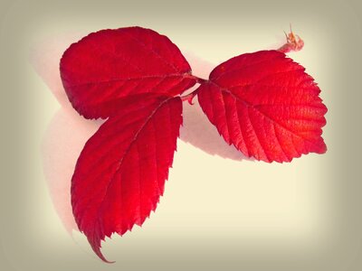 Still life beauty zarza