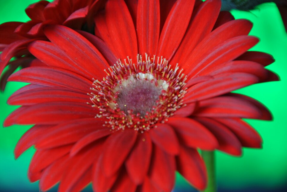 Nature garden plant