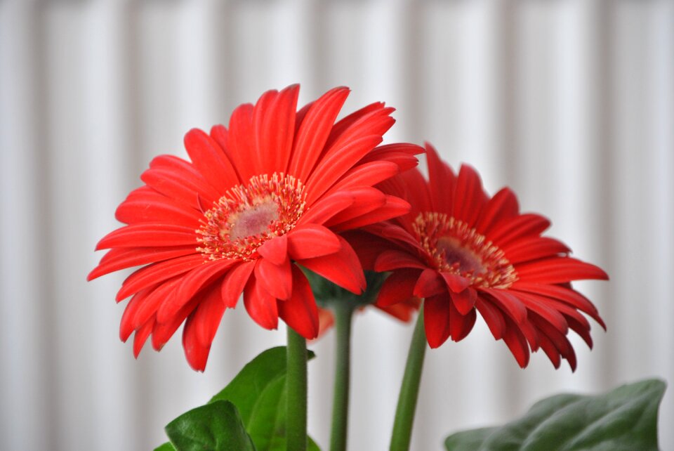 Nature garden plant
