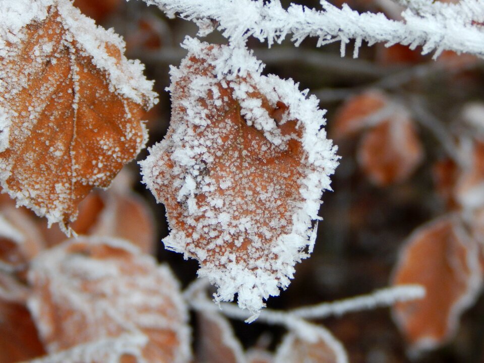 Winter iced leaf