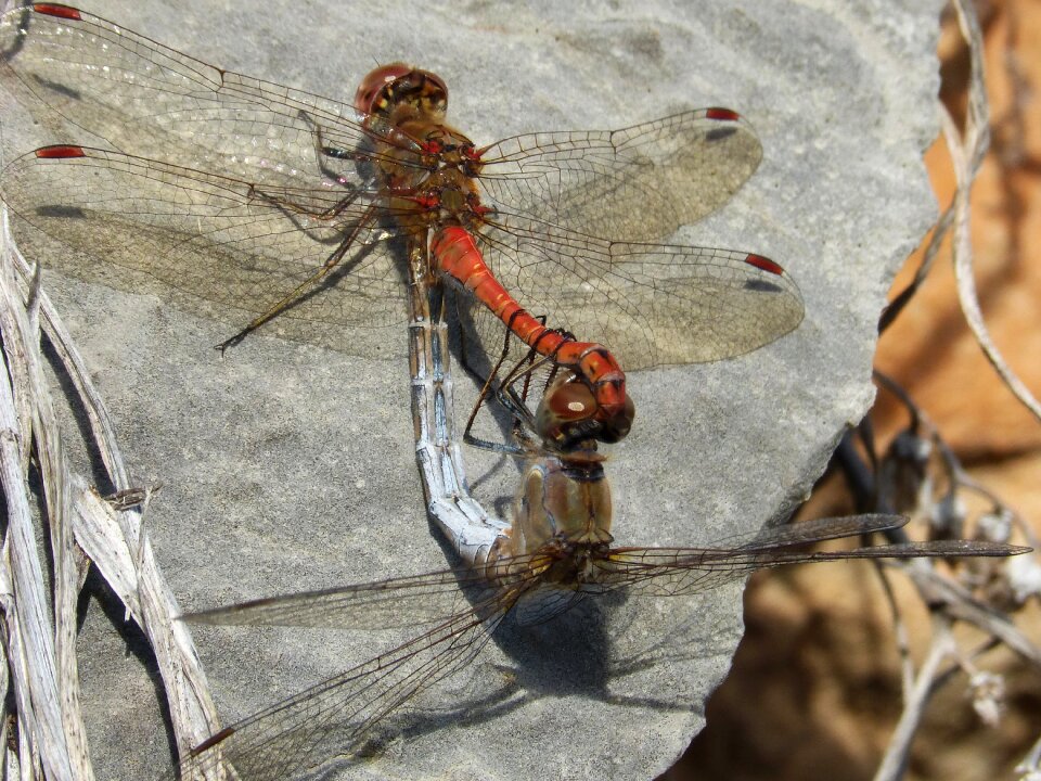 Mating reproduction dragonflies mating