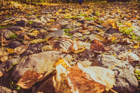 Nature autumn leaf yellow