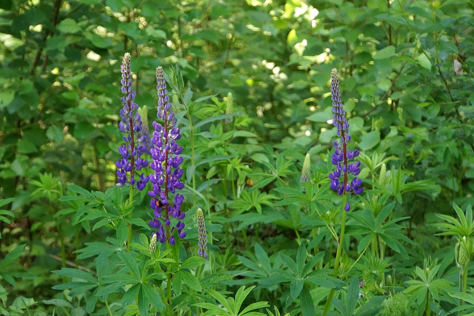 Lilac flower ornamental plants feral