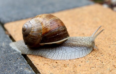 Snail autumn resin