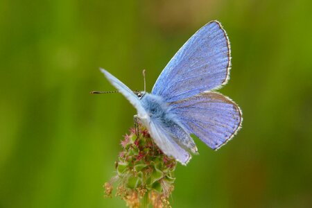 Blue wing common blue photo