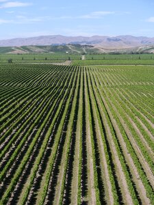New zealand blenheim marlborough
