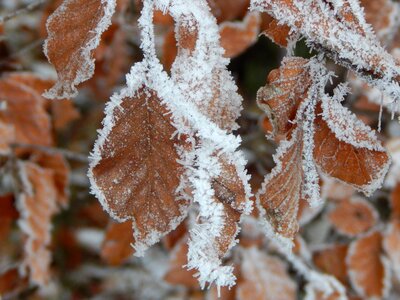 Winter iced leaf photo