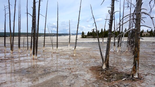 United states nature bald forest