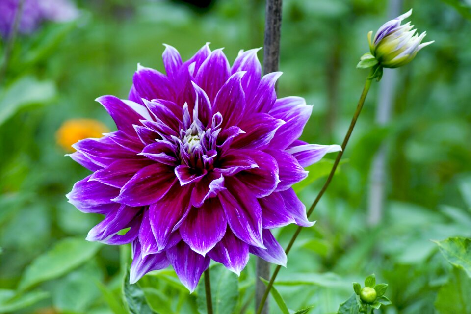 Autumn autumn dahlias dahlia garden