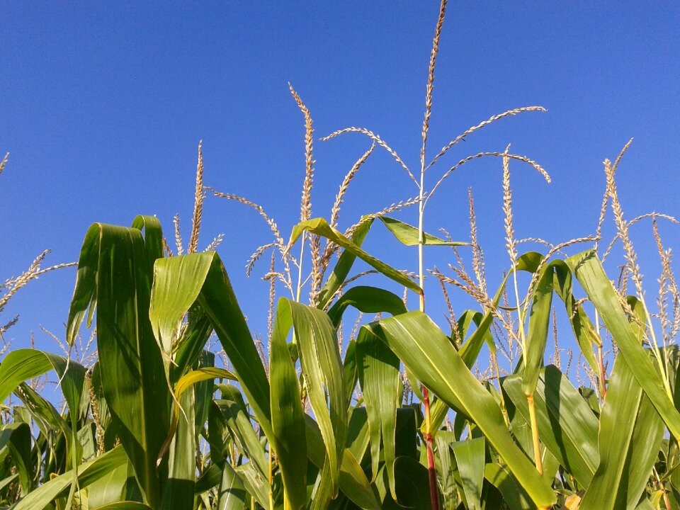 Nature agriculture corn leaves