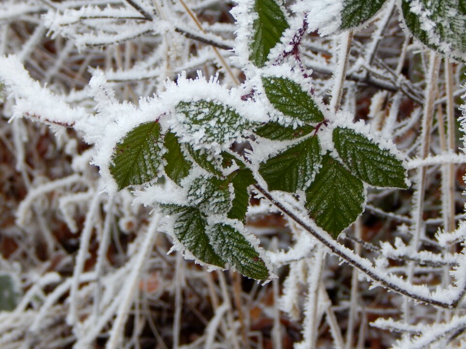Ice eiskristalle leaves