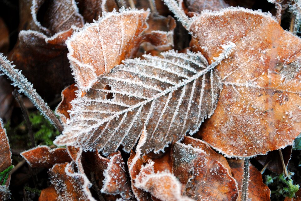 Nature leaf december