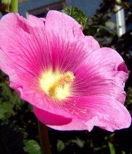 Malva bloom garden