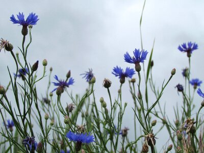 Nature cornflower