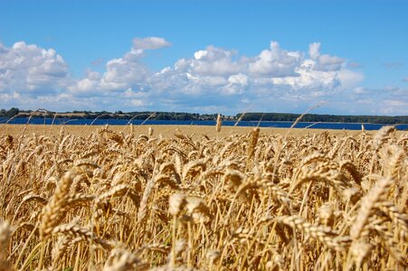 Landscape agriculture field
