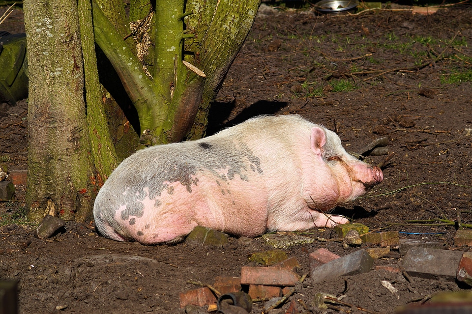 Mammal livestock farm