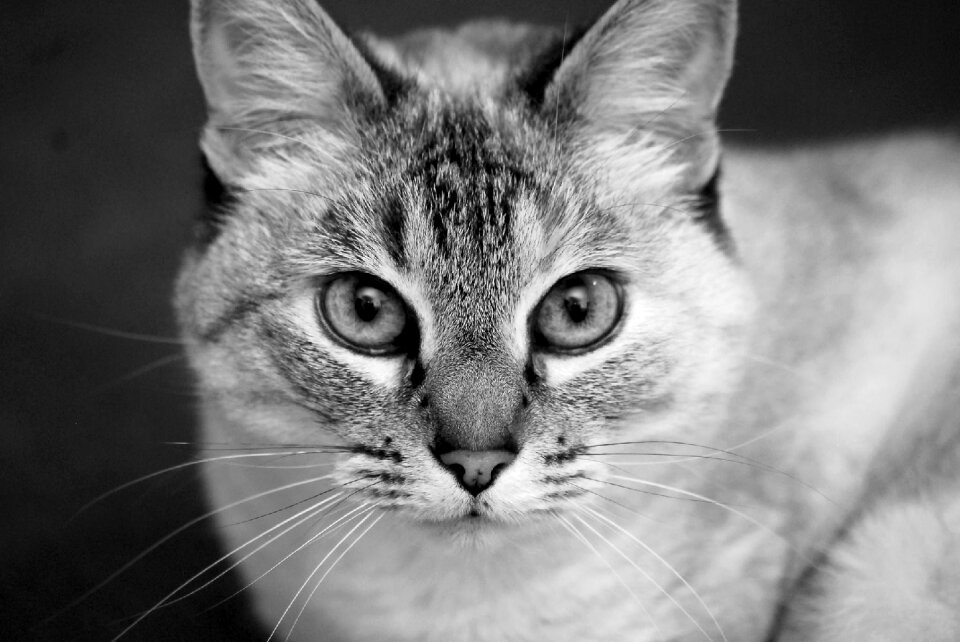 Feline eyes pet