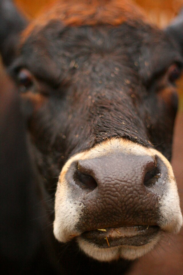 Nose close macro