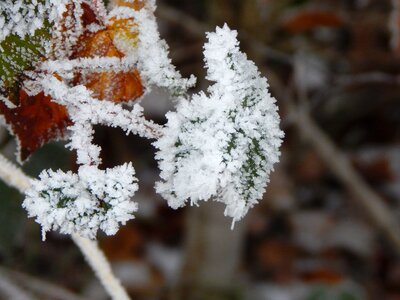 Winter iced leaf