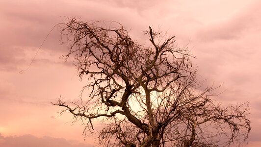 Lighting vietnam the dry tree photo