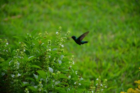 Nature humming-bird flying photo
