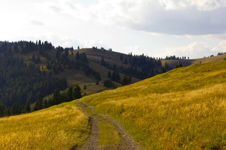 Grass green road