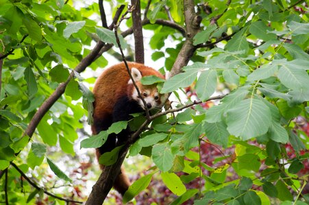Tail animals animal