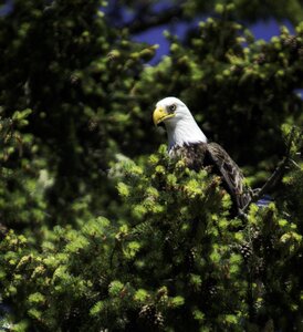 Bird predator wildlife photo