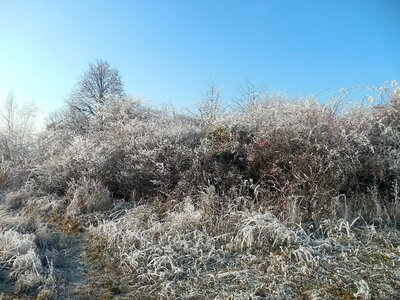 Winter bushes frost cold photo