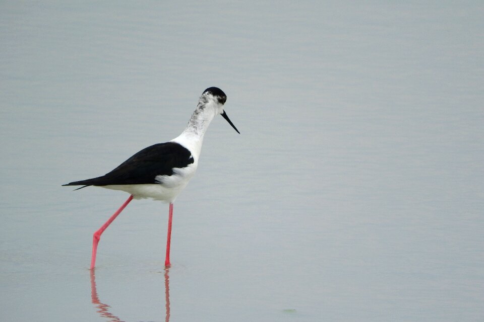 Wader water bird recurvirostridae